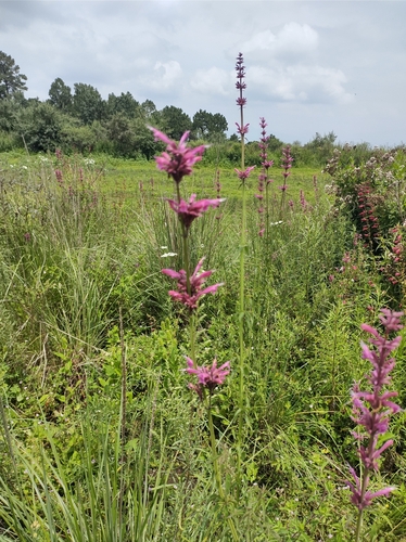 Agastache mexicana, photograph 4