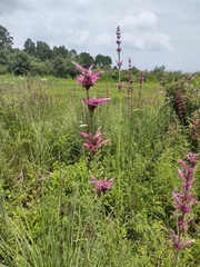 Agastache mexicana, photograph (c) Diana Fuentes, some rights reserved (CC BY-SA)