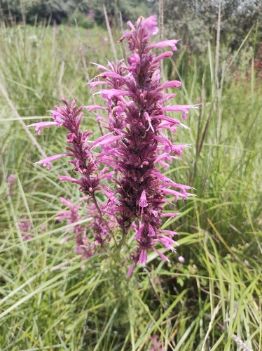 Agastache mexicana, photograph 5