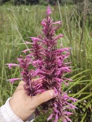 Agastache mexicana, photograph (c) Diana Fuentes, some rights reserved (CC BY-SA)