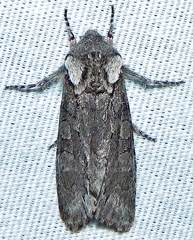 Psaphida electilis
