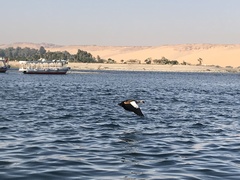 Alopochen aegyptiaca