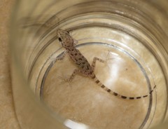 Cyrtopodion scabrum