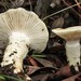 Hygrophorus gliocyclus - Photo (c) randy, some rights reserved (CC BY-NC), uploaded by randy