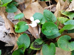 Viola primulifolia