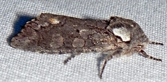 Psaphida electilis