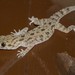 Keeled Rock Gecko - Photo (c) Александр Гончаров, some rights reserved (CC BY-NC), uploaded by Александр Гончаров