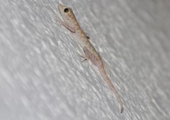 Ptyodactylus hasselquistii