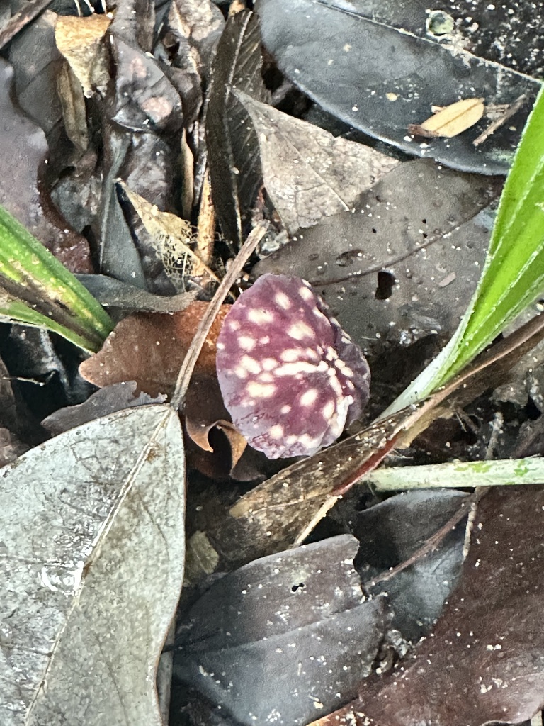 Marasmius amazonicus