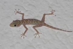 Ptyodactylus hasselquistii