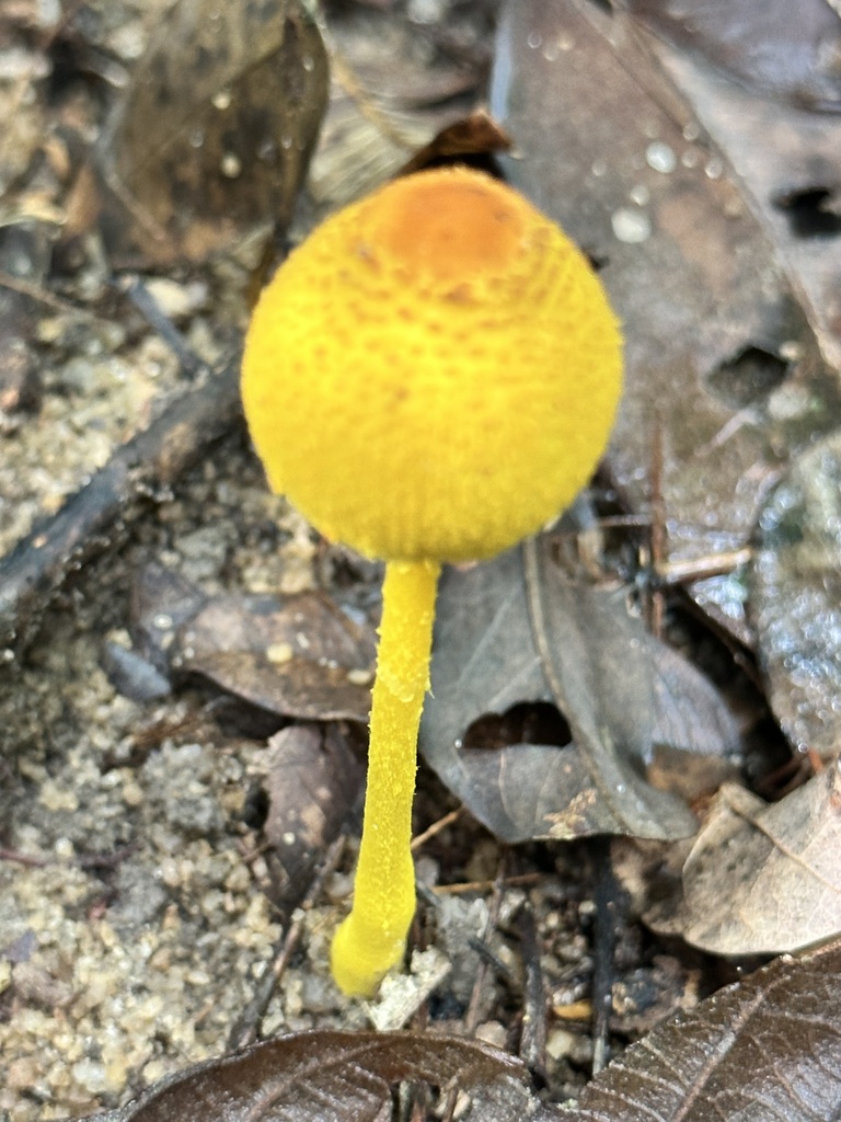 Leucocoprinus brunneoluteus · August 2023 · photo: © sheylarossi (iNaturalist, cc-by-sa)