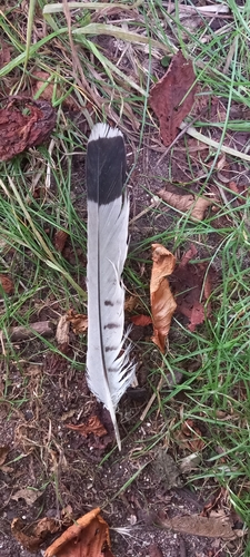 Plume de Faucon crécerelle