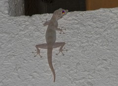 Ptyodactylus hasselquistii