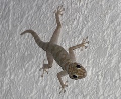 Ptyodactylus hasselquistii