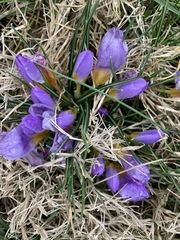 Crocus atticus