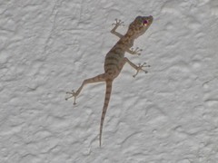 Ptyodactylus hasselquistii