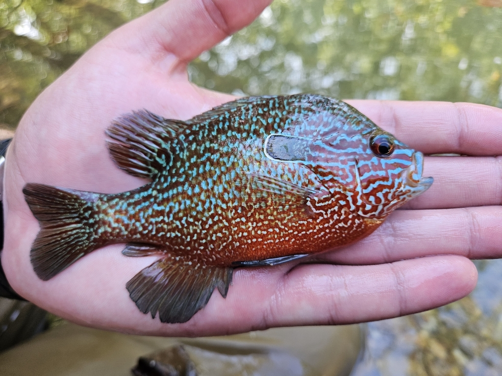 Longear Sunfish