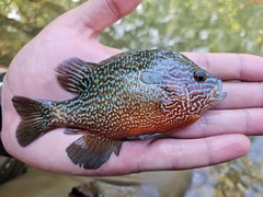 Longear Sunfish photo 1