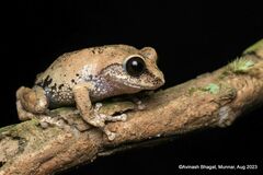 Andiparai Shola Bush Frog photo 3