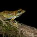 Kalakad Gliding Frog - Photo (c) Avinash Bhagat, some rights reserved (CC BY-NC), uploaded by Avinash Bhagat