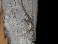 Cyrtopodion scabrum