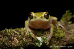 Beddome's Bush Frog photo 2