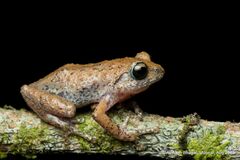 Griet Bush Frog photo 3