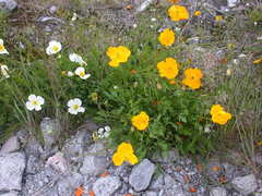 Papaver croceum