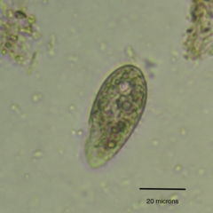 Colpidium campylum