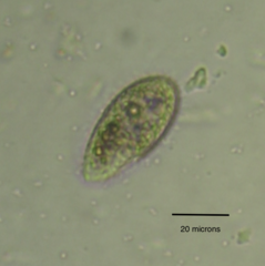 Colpidium campylum