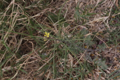 Sisymbrium orientale