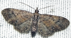Eupithecia palpata