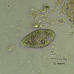 Colpidium campylum