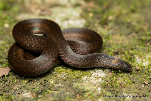 Günther's Mountain Snake