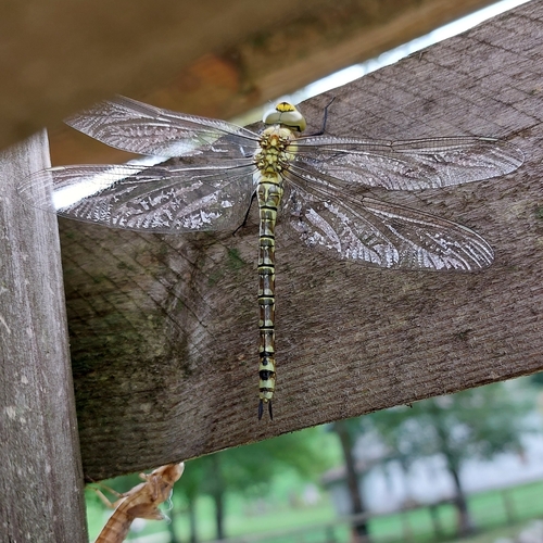 Southern hawker