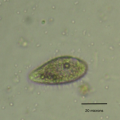Colpidium campylum