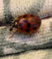 Harmonia axyridis