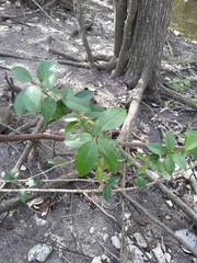 Ligustrum lucidum