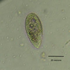 Colpidium campylum