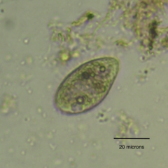 Colpidium campylum