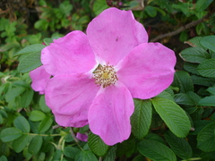 Rosa rugosa
