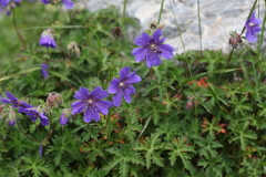 Geranium gymnocaulon
