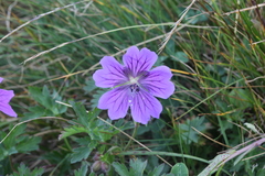 Geranium gymnocaulon