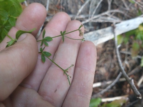 Image of Galium oreganum by no rights reserved