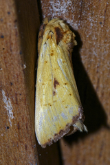 Antheua servula