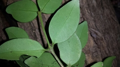 Peponidium
