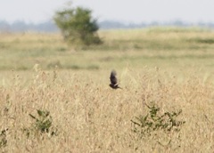 Melanocorypha yeltoniensis