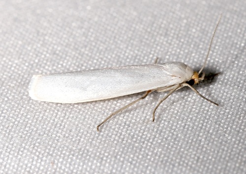 Yellow-headed Lichen Moth photo 3