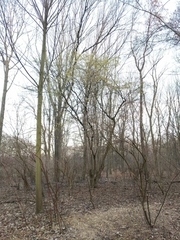 Corylus avellana — photo 2
