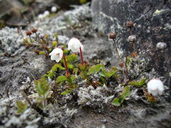 Harrimanella hypnoides